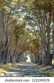 Amazing beautiful cypress tree tunnel in point Reyes national seashore