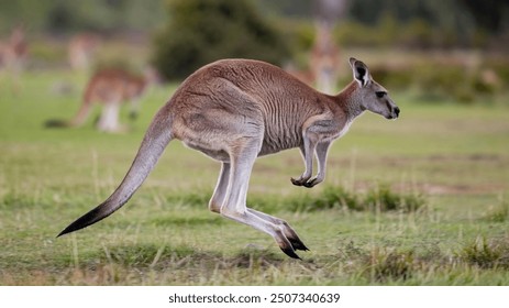 Amazing and beautiful image of kangaroo.