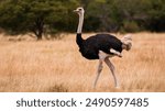 Amazing And Beautiful Image Of Ostrich.