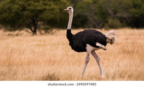 Amazing And Beautiful Image Of Ostrich. - Powered by Shutterstock