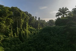 Amazing Beautiful Nature Deep Green Of Virgin Rain Forest Of Sabah, Borneo