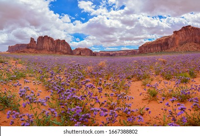 Amazing and Beautiful panoramic landscape in monument valley arizona. See the desert landscape covered in beautiful blue or purple flowers. Travel through the southwest to see breathtaking sights.