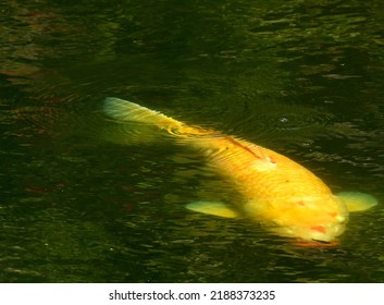 The Amazing Beauty Of Asian Carp