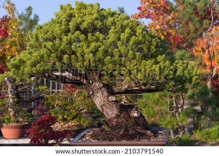 Amazing beauty of old bonsai, Pine Japanese White, Pinus Pentaphylla. Two hundred years old spectacular bonsai.  tray planting, pronounced boɰ̃sai Japanese, Chinese art penjing or penzai.