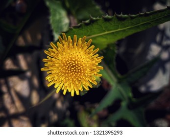 Amazing Beauty Of Spiny Sowthistle Flower.