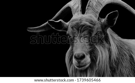 Amazing Big Hair Billy Goat