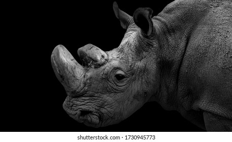 Amazing Big Horned Black And White Rhino Face