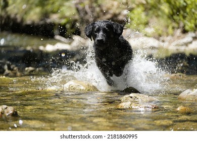 can dogs drink cold water