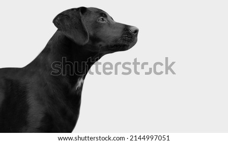 Similar – Pass auf! Hund Weimaraner