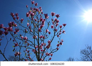 Amazing Blooming Magnolia Tree In Spring Season Photo Against Sun On Blue Sky Background In Helsingborg City Southern Sweden