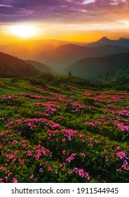 amazing blooming pink summer flowers, vertical picturesque morning scenery with meadow of blossom rhododendrons on background stunning sunrise, Europe, border Ukraine - Romania, Marmarosy, Carpathians