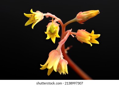 Amazing blooming succulent: Cotyledon Orbiculata. Result of focus stacking.