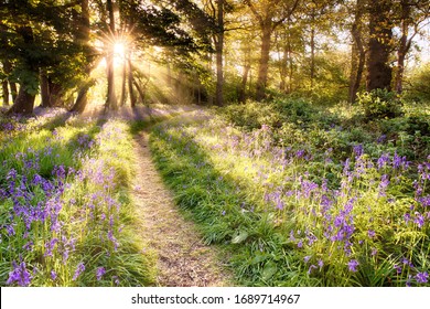 Amazing Bluebell Forest With Dawn Sunrise Bursting Through The Trees. Woodland Path And Purple Wild Plants. Spring Landscape In England