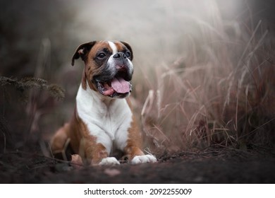 Amazing Boxer Dog Picture In Forest