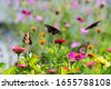 butterfly in garden