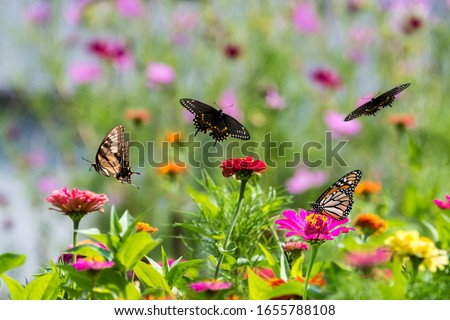 Amazing butterflies in a zinnia garden.  Black swallowtail, yellow swallowtail, and monarch butterflies feeding and flying in a riot of color.