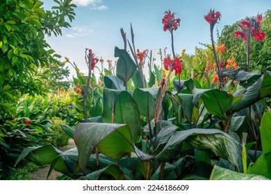 Amazing Cannes flowers (from Latin America) are now popular in Europe in Botanical garden of  Hanover - Shutterstock ID 2246186609