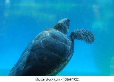 Amazing capture of a sea turtle swimming along underwater.