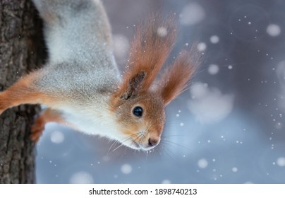 Amazing card with funny fluffy squirrel on a tree on a beautiful magical background.The face of a squirrel with tufted ears and black eyes close-up. Wild animals in winter or springtime in forest