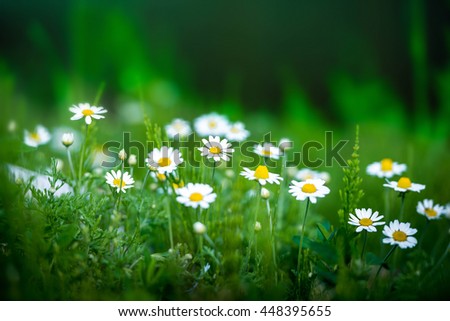 Similar – Multicolored Flowers Daisy