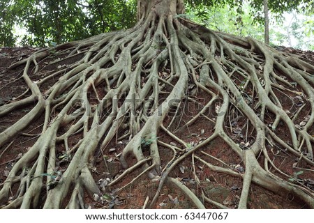 Amazing Chaos Tree Roots