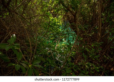 Amazing clear blue water of a lagoon with green foliage and branches around