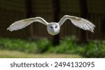 An amazing close up of a barn owl, tyto alba, as it flies directly towards the camera. Eyes wide open and wings spread