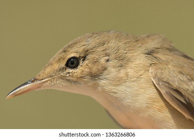 Amazing Closed Up Of A Savis Warbler 