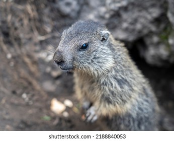 Amazing Close-up Of A Young Marmot Outside His Burrow