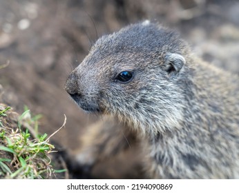 Amazing Close-up Of A Young Marmot Outside His Burrow