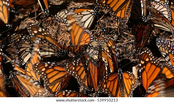 Amazing cluster of Monarch butterflies, Danaus plexippus, in conifer forest of Mexico. Butterfly mural. 