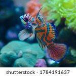 Amazing color of goby mandarin fish