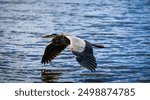 Amazing colorful picture exotic blue Heron in Deerfield Beach 