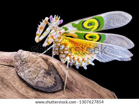 Amazing colorful Pseudocreobotra wahlbergii female. Spiny Flower Mantis show wings on black background