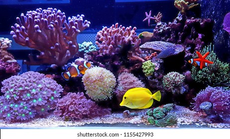 Amazing Colorful Saltwater Coral Reef Aquarium