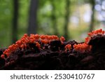 Amazing colorful slime mold Trichia decipiens - slime molds are interesting organisms between mushrooms and animals