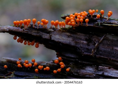 Amazing colorful slime mold Trichia decipiens - slime molds are interesting organisms between mushrooms and animals - Shutterstock ID 2054476163