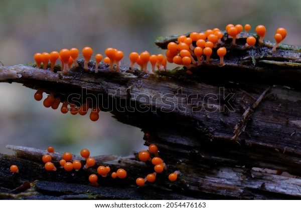 Amazing colorful\
slime mold Trichia decipiens - slime molds are interesting\
organisms between mushrooms and\
animals