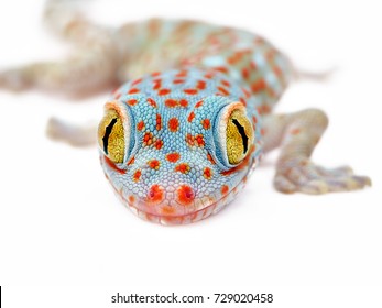 Amazing colorful Toke/Tokay gecko macro closeup on white background. Study photo of wild gecko