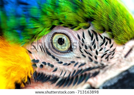 Amazing colors in nature. Beautiful eye wild parrot bird Great-Green Macaw close-up on nature background