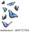 butterflies flying