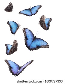 Amazing common morpho butterflies flying on white background