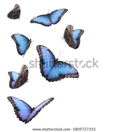 Amazing common morpho butterflies flying on white background