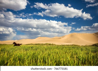 Amazing Contrast Of Mongolia, Sand Dunes And Running Horse On Gobi Desert, Asia