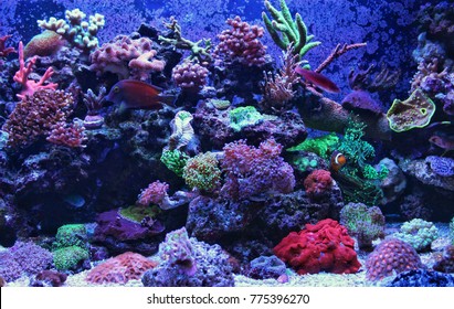 Coral Reef On White Isolated Background Stock Photo (Edit Now) 789033247