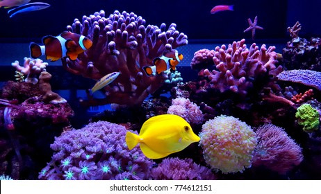 252,907 Aquarium reef Images, Stock Photos & Vectors | Shutterstock