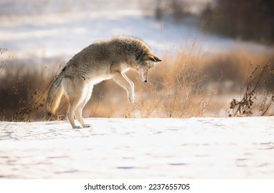 Amazing coyote jumping up trying to catch prey that he found under a layer of snow - Powered by Shutterstock