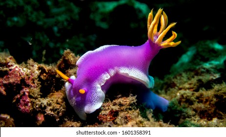amazing creature nudibranch from Bali - Shutterstock ID 1601358391