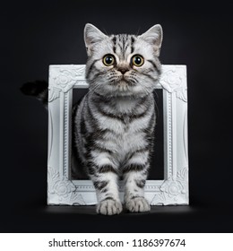 Amazing Cute Black Silver Tabby British Shorthair Cat Kitten Standing Front View Through A White Photo Frame, Looking Straight In Lense, Isolated On Black Background