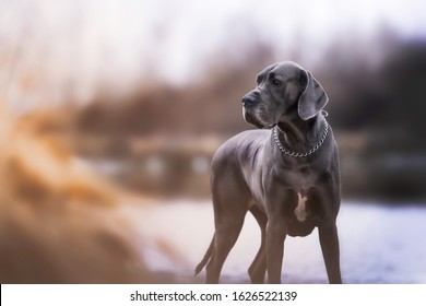 Dogue Allemand Images Stock Photos Vectors Shutterstock